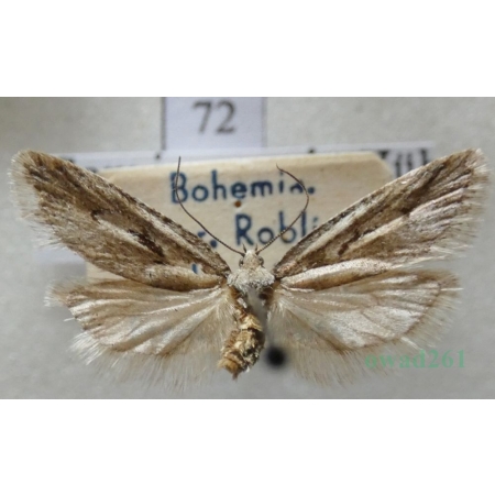 Semioscopis avellanella (Hübner, 1793) Czech72